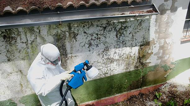 Trusted Black Mold Removal service in Brookeville, MD - Cheap Mold Removal